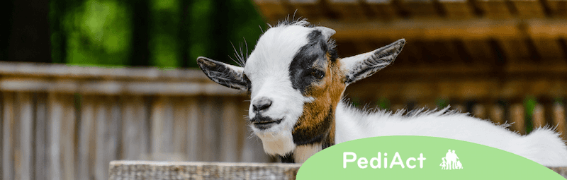 Mythes sur le lait de chèvre pour bébé