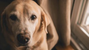 Bebe Et Chien Quels Sont Les Risques Bebe Et Chien Quels Sont Les Risques